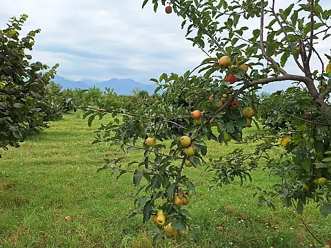Satılır torpaq sahəsi 100 m²