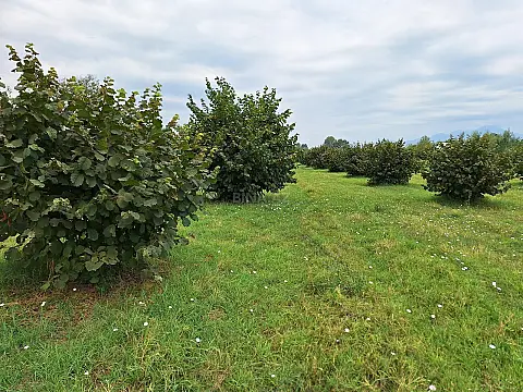 Satılır torpaq sahəsi 100 m² — Qəbələ 100.00 m²