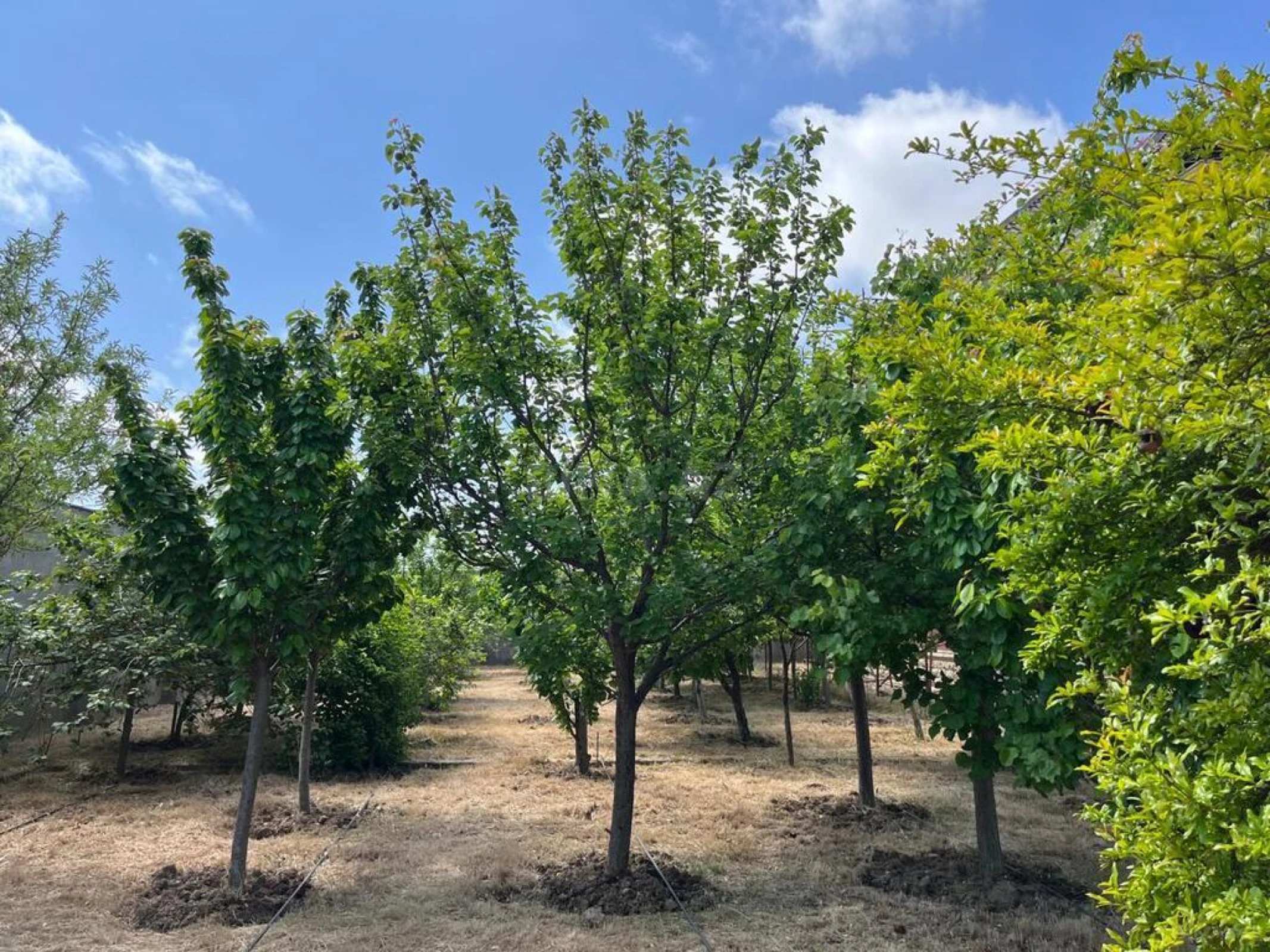 Satılır 7 otaqlı həyət evi 500 m²