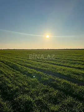 Satılır torpaq sahəsi 2000 m² — Neftçala 2000.00 m²