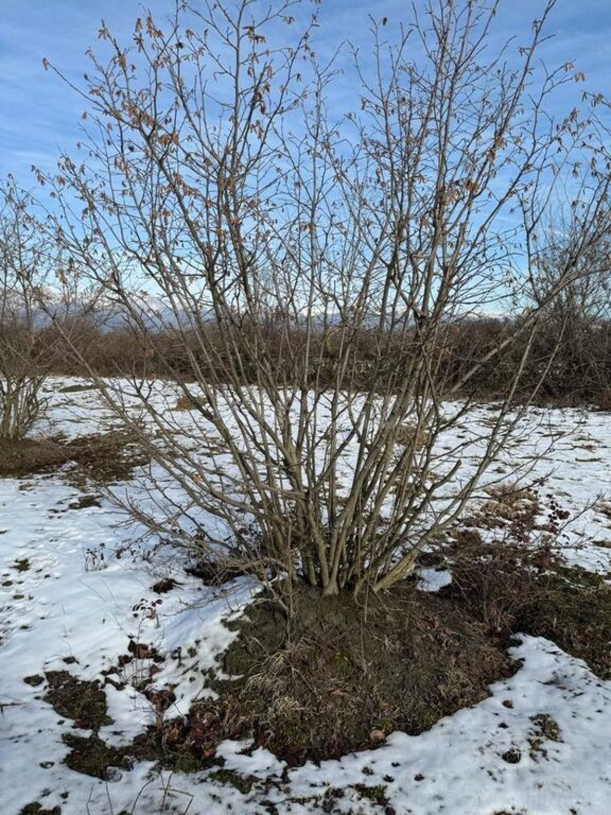 Satılır torpaq sahəsi 100 m²