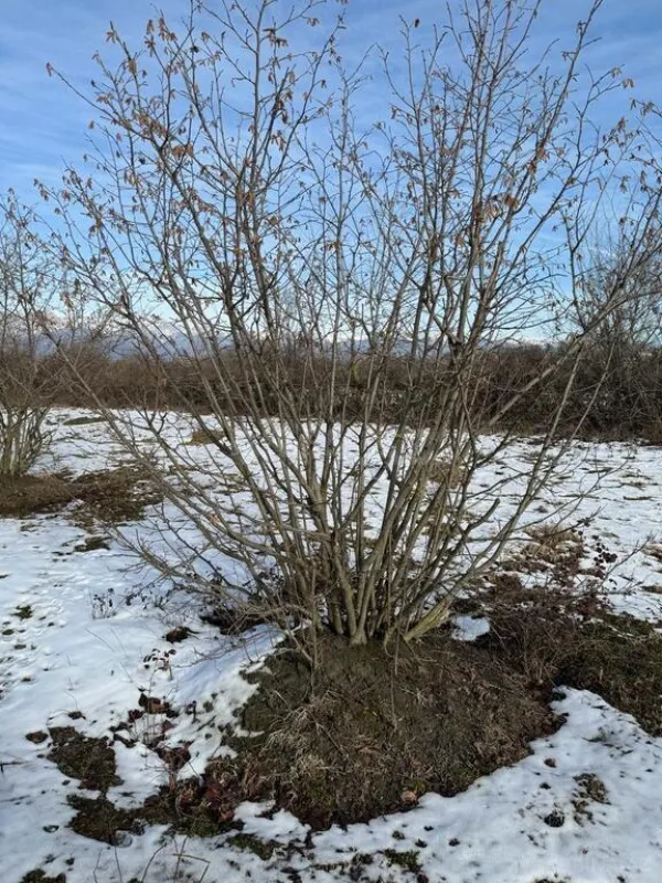 Satılır torpaq sahəsi 100 m²