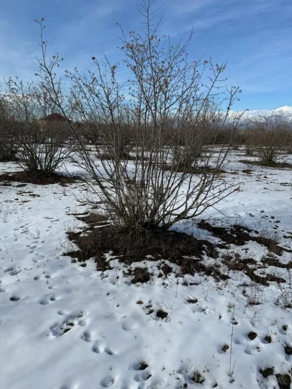 Satılır torpaq sahəsi 100 m²