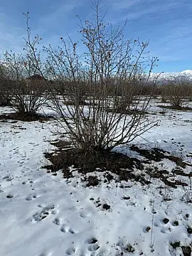 Satılır torpaq sahəsi 100 m²