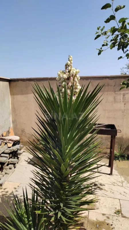 Satılır torpaq sahəsi 8 m²