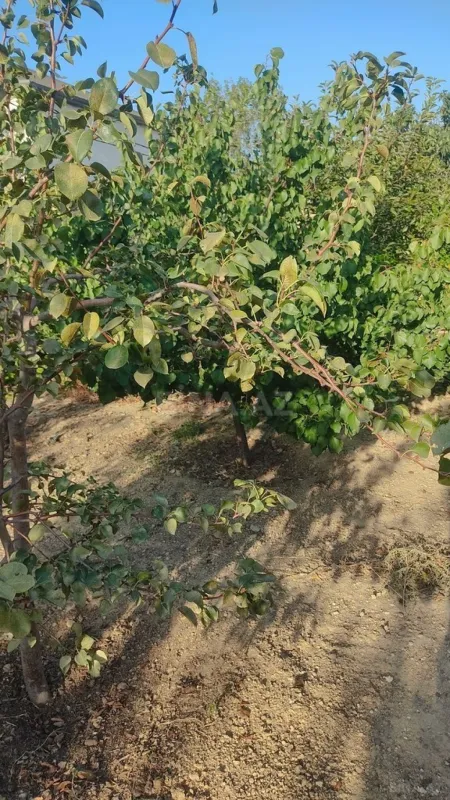 Satılır torpaq sahəsi 2 m²