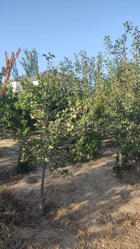 Satılır torpaq sahəsi 2 m²