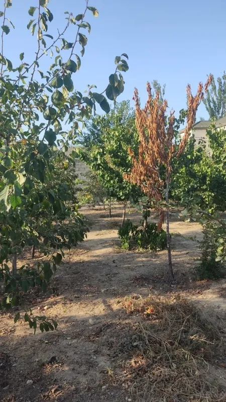 Satılır torpaq sahəsi 2 m²