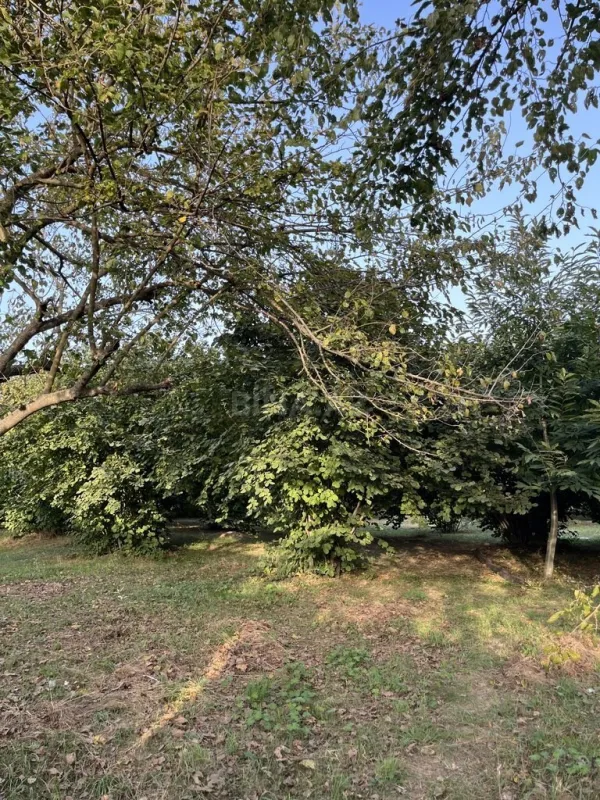 Satılır torpaq sahəsi 100 m²