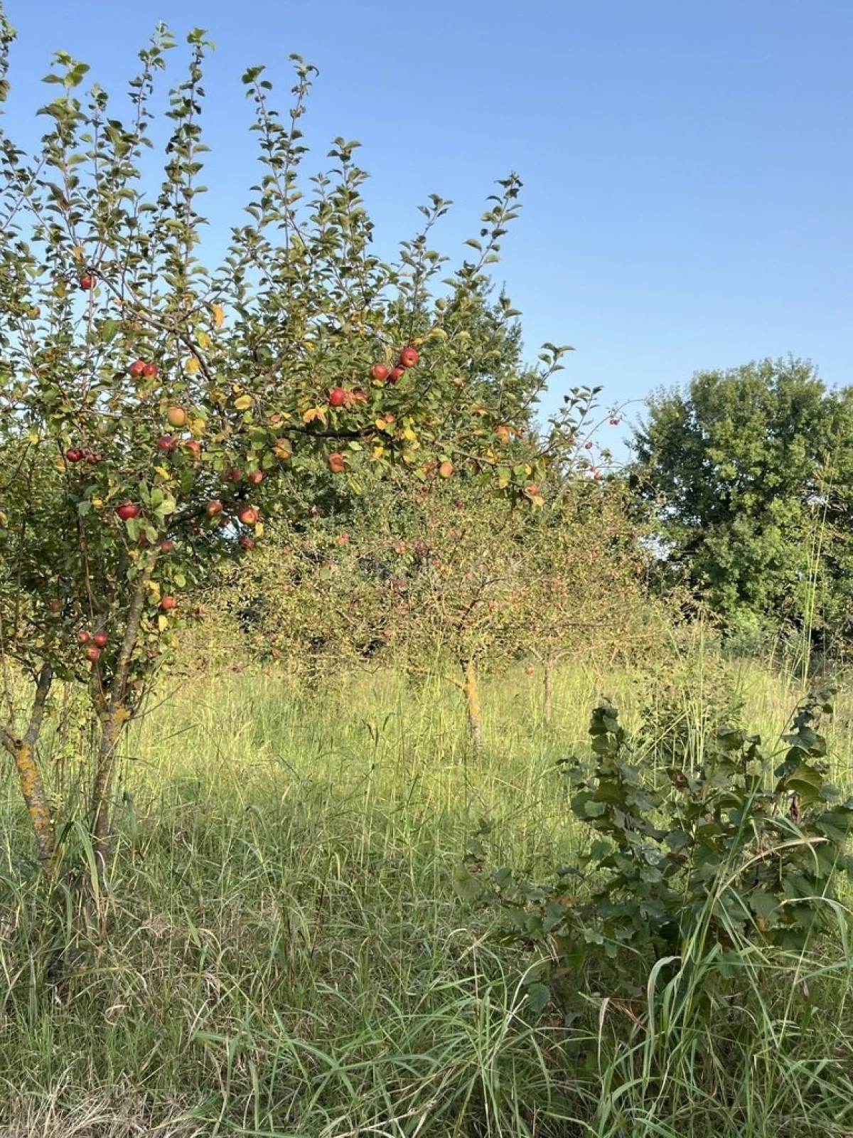 Satılır torpaq sahəsi 100 m²