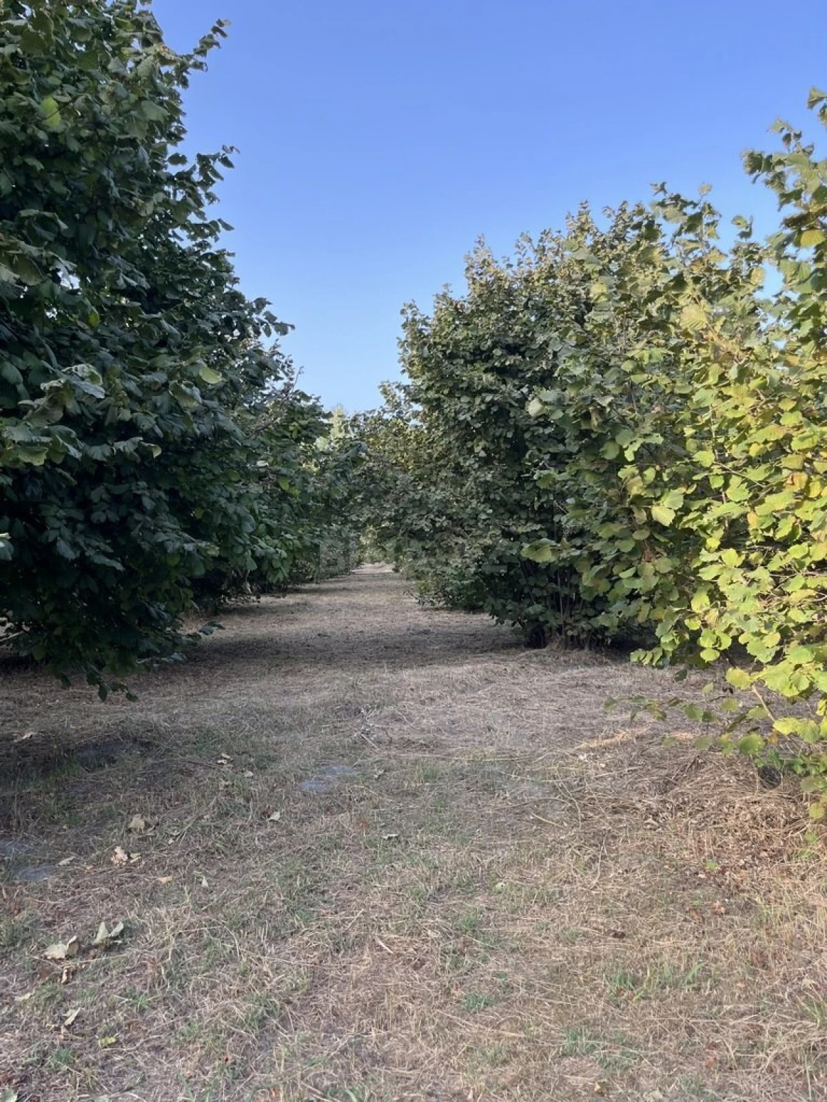 Satılır torpaq sahəsi 100 m²