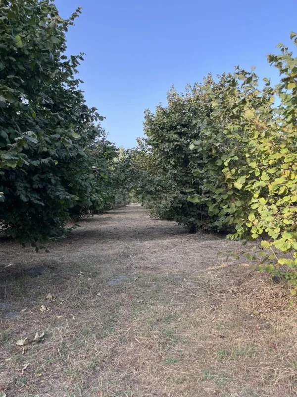 Satılır torpaq sahəsi 100 m²