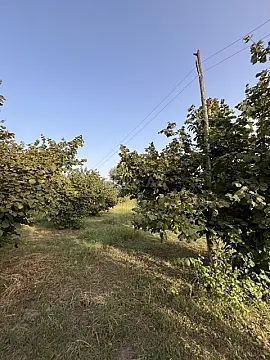 Satılır torpaq sahəsi 100 m²