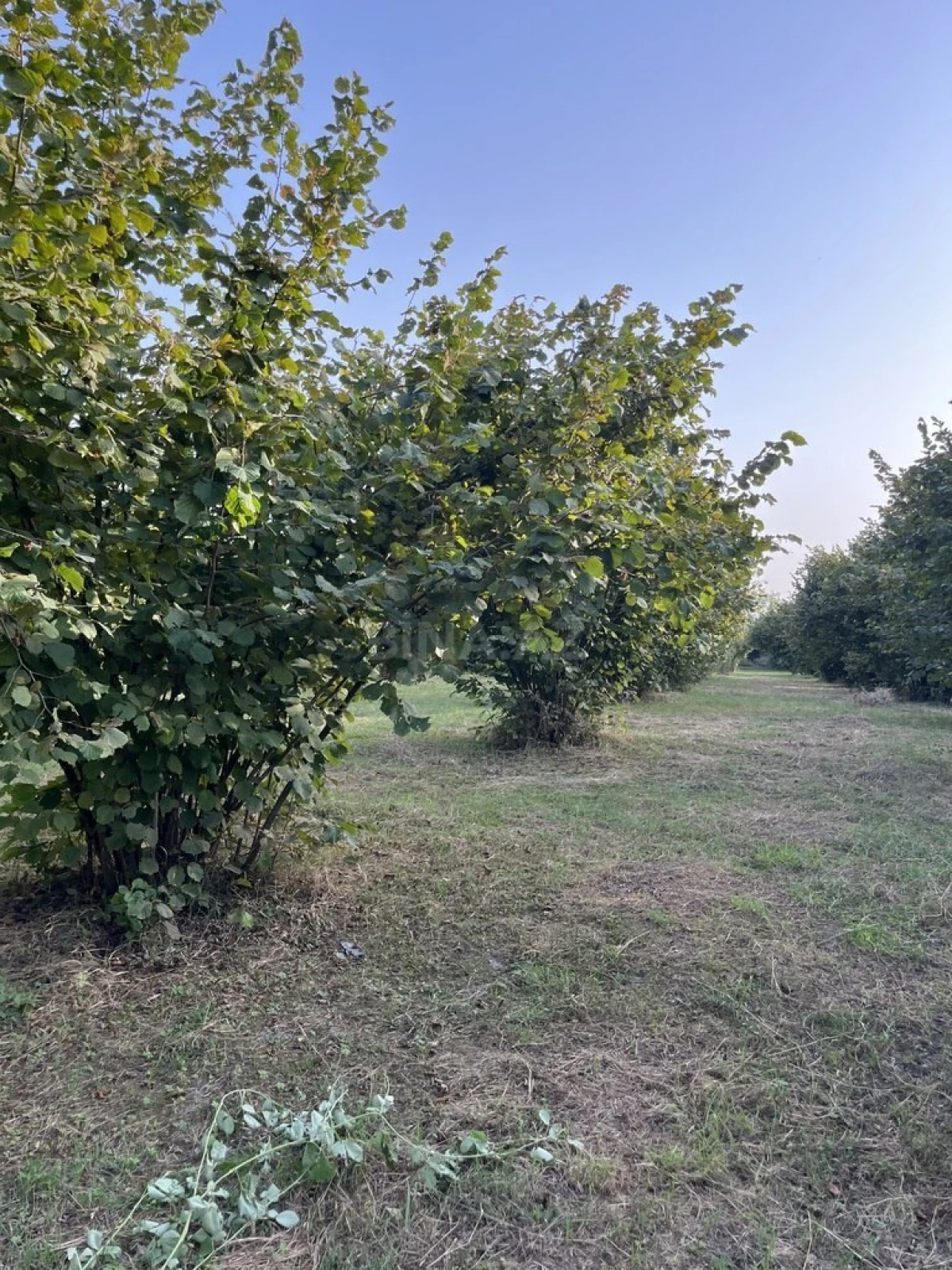 Satılır torpaq sahəsi 100 m²