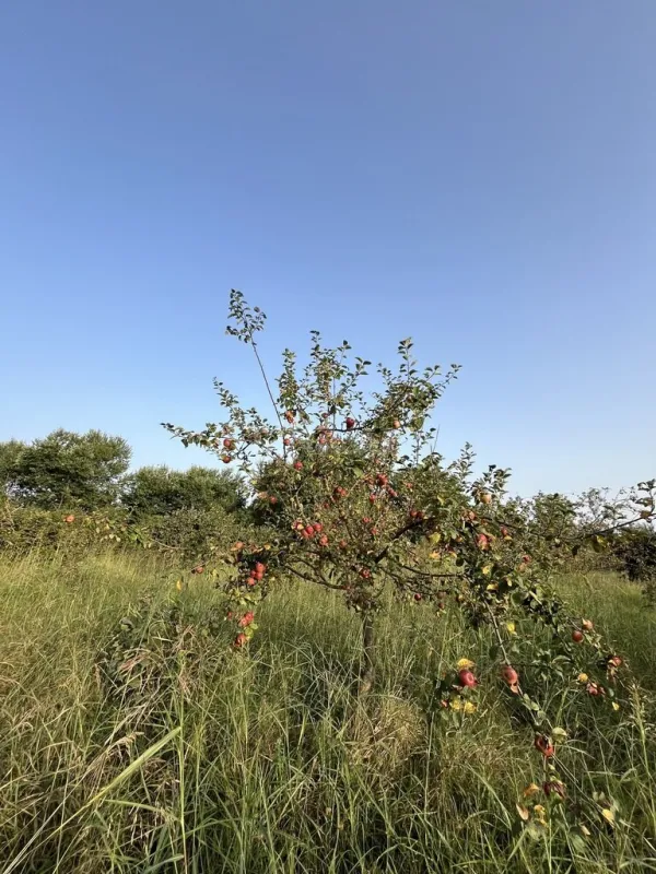 Satılır torpaq sahəsi 100 m²