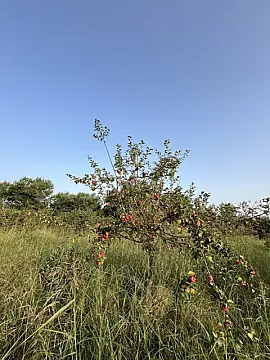 Satılır torpaq sahəsi 100 m²