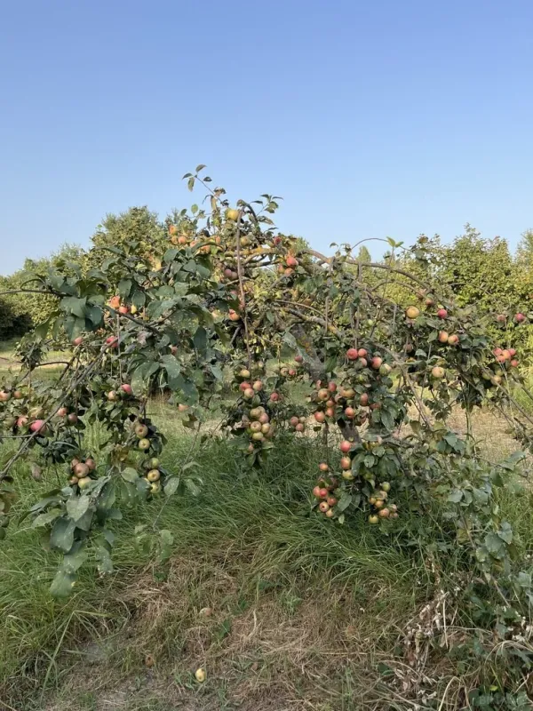 Satılır torpaq sahəsi 100 m²