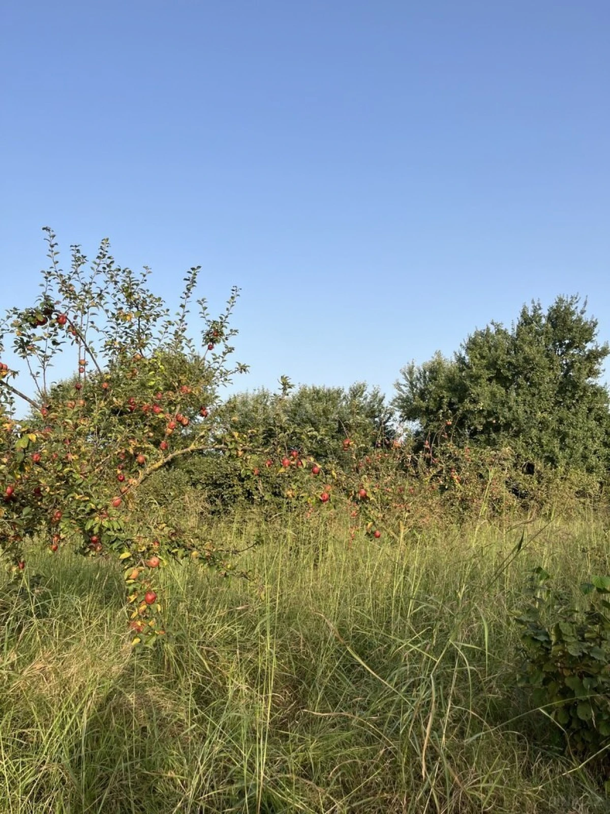 Satılır torpaq sahəsi 100 m²