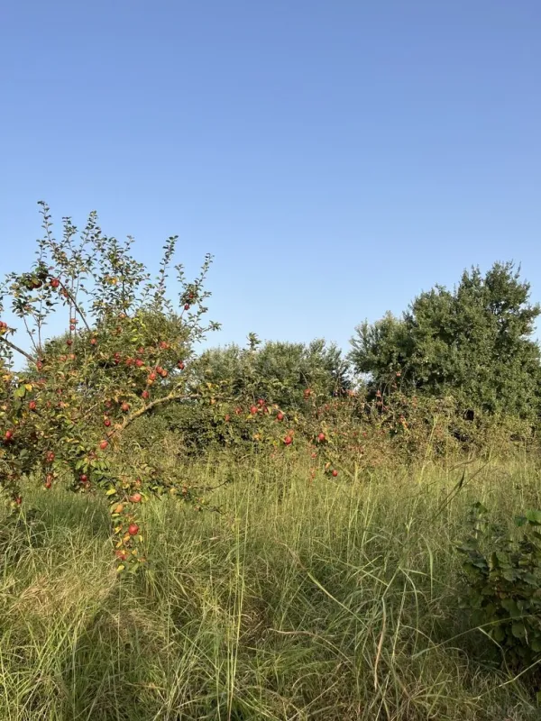 Satılır torpaq sahəsi 100 m²