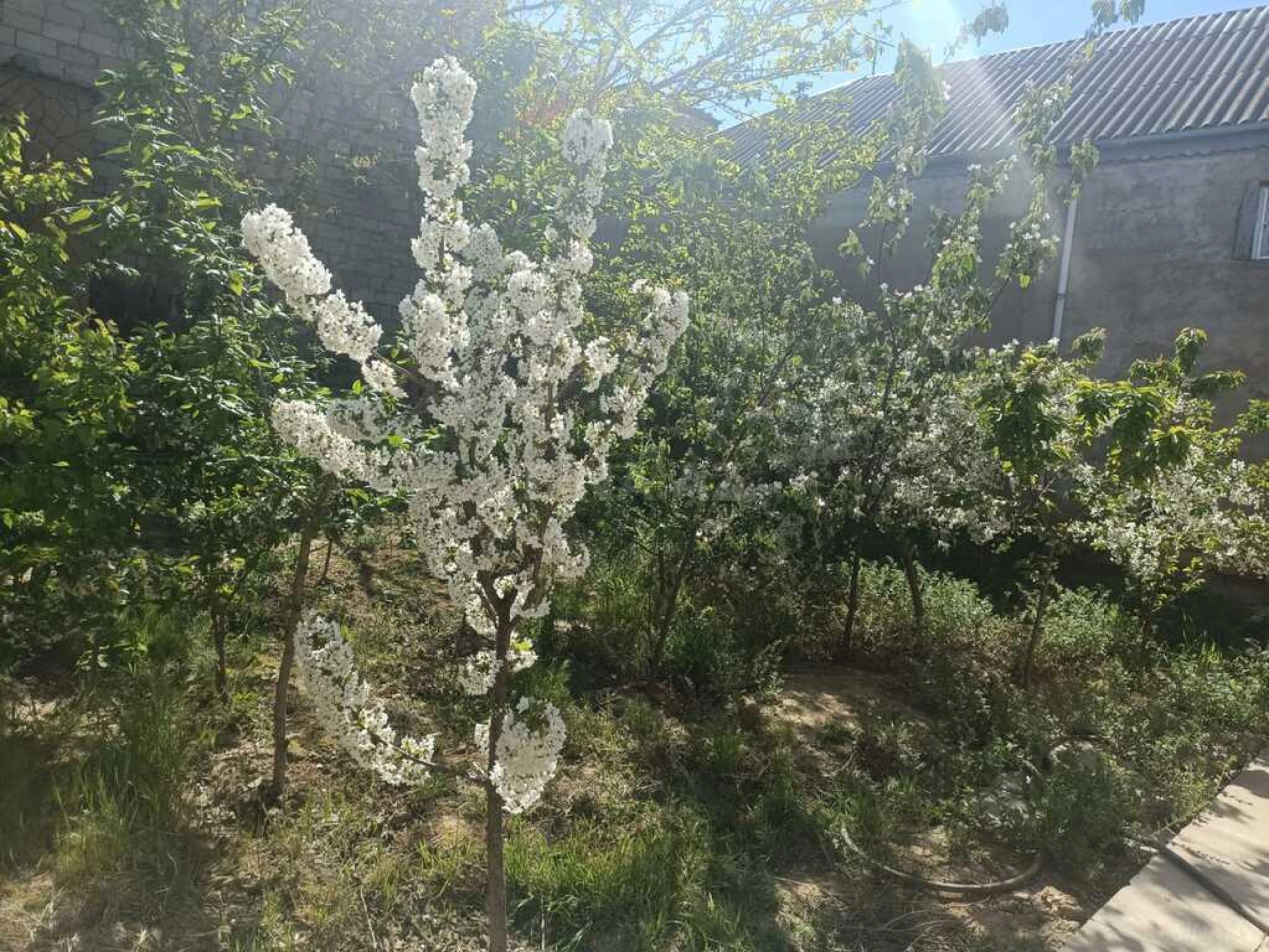 Satılır 9 otaqlı həyət evi 250 m²