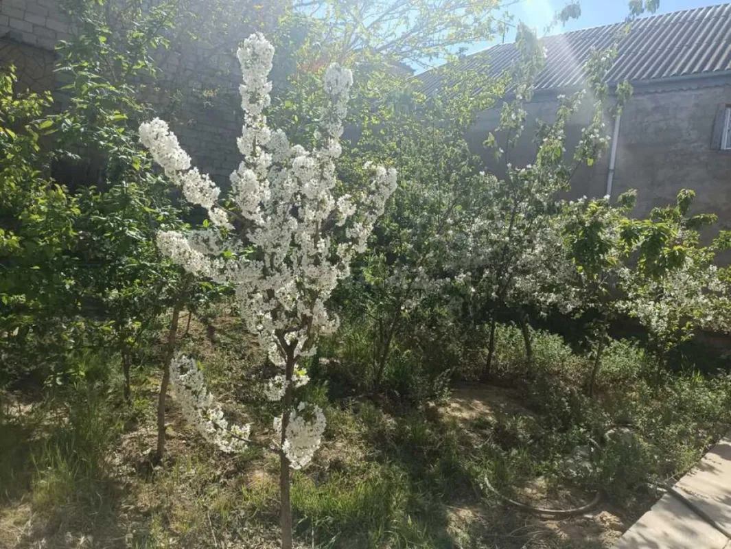 Satılır 9 otaqlı həyət evi 250 m²