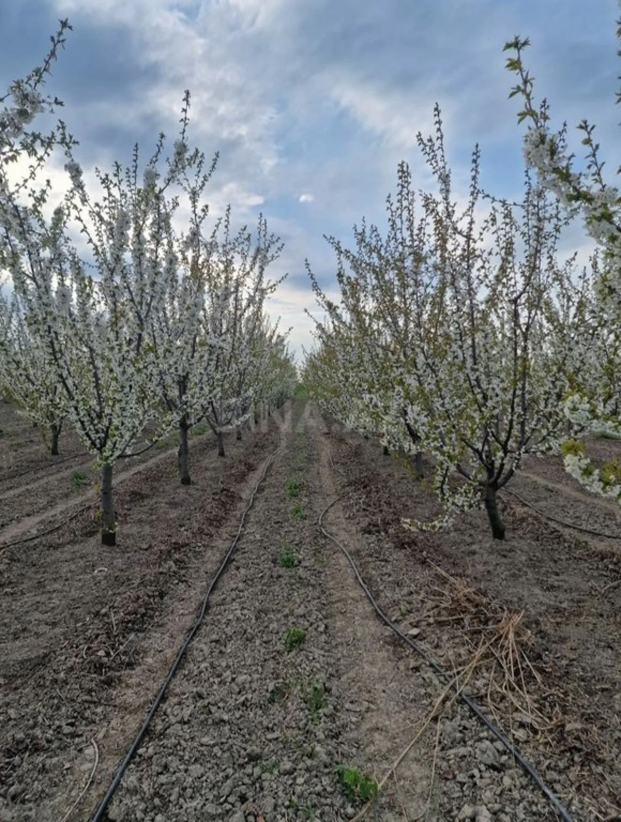 Satılır torpaq sahəsi 830 m²