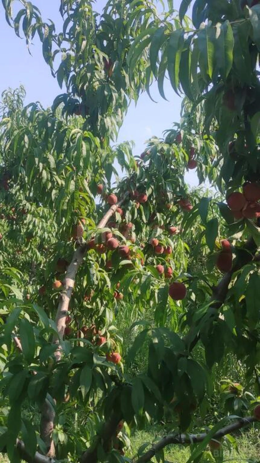 Satılır torpaq sahəsi 830 m²