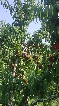 Satılır torpaq sahəsi 830 m²