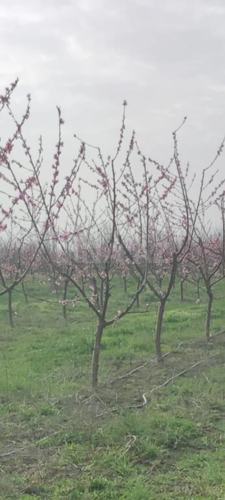 Satılır torpaq sahəsi 830 m²