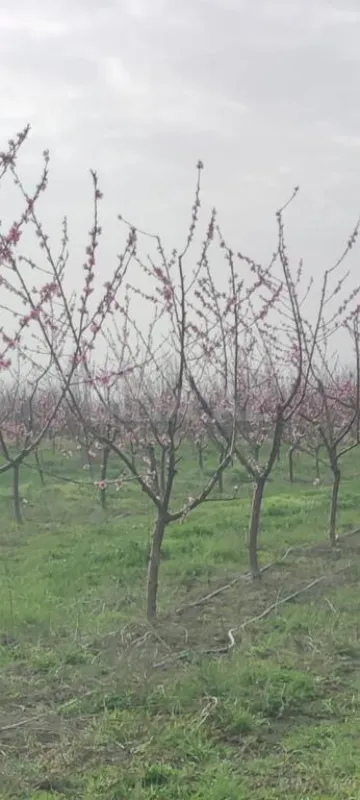 Satılır torpaq sahəsi 830 m²