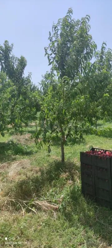 Satılır torpaq sahəsi 830 m²