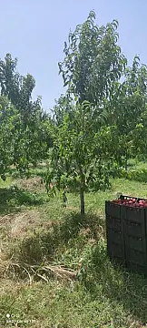 Satılır torpaq sahəsi 830 m²