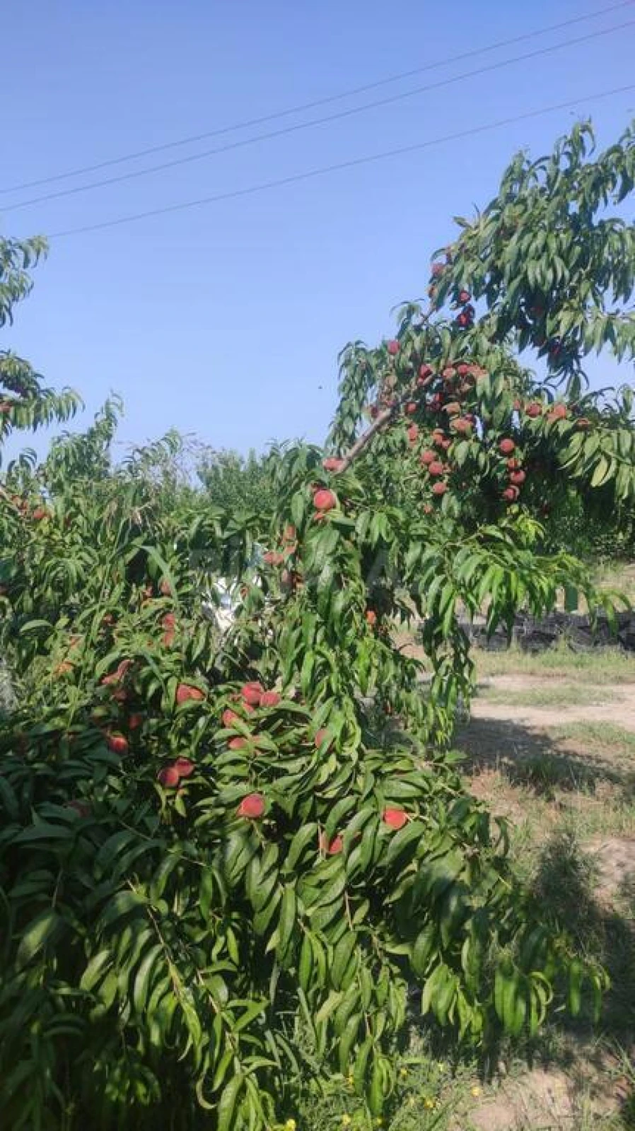 Satılır torpaq sahəsi 830 m²