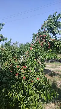 Satılır torpaq sahəsi 830 m²