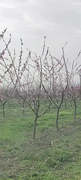 Satılır torpaq sahəsi 830 m²