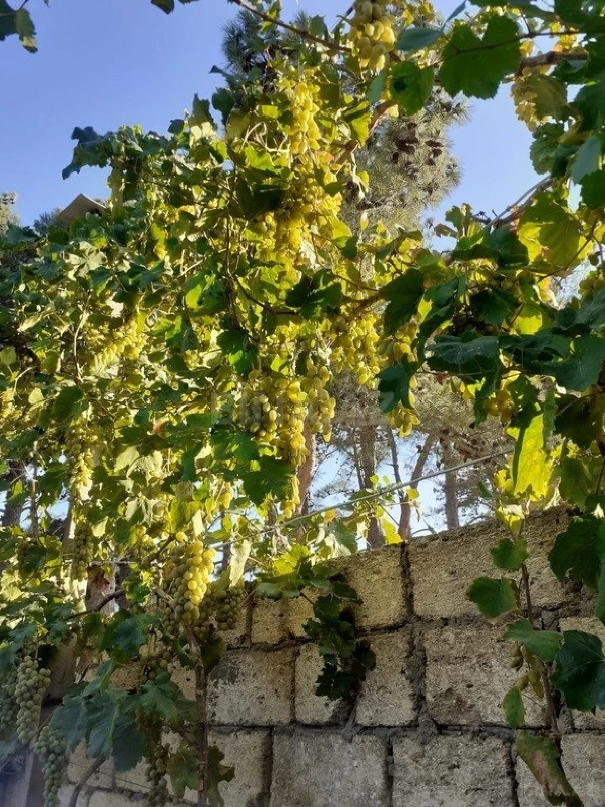 Satılır 3 otaqlı həyət evi 104 m²