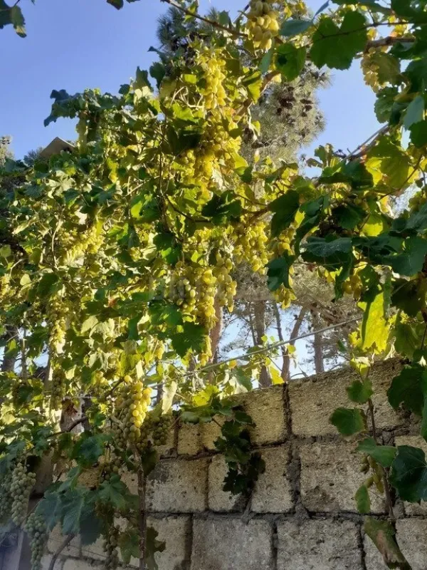 Satılır 3 otaqlı həyət evi 104 m²