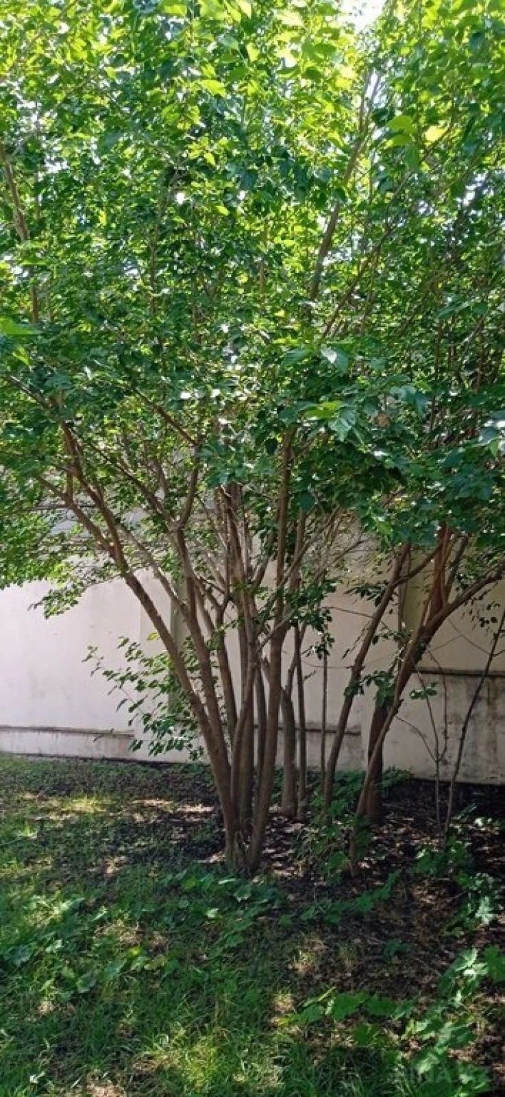 Satılır 5 otaqlı həyət evi 258 m²