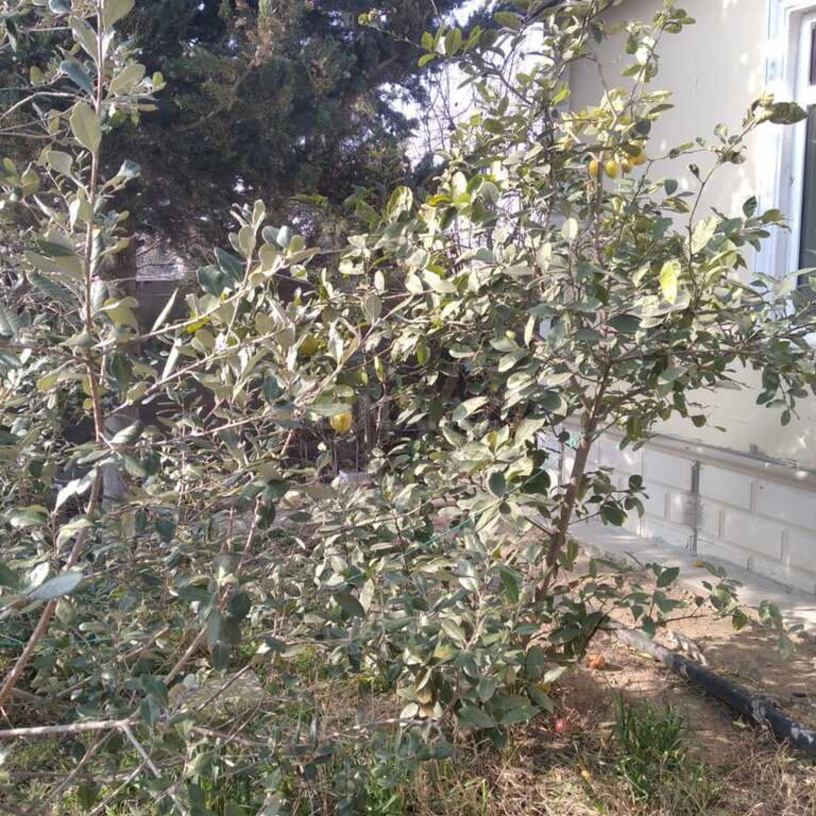 Satılır 5 otaqlı həyət evi 230 m²