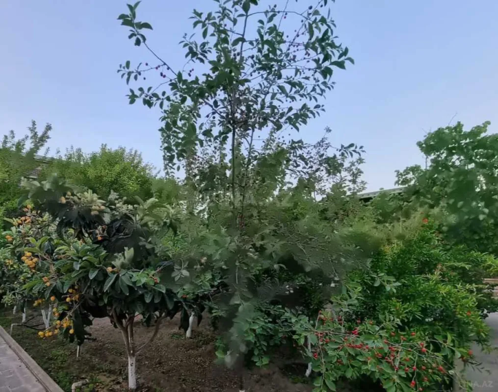 Satılır 5 otaqlı həyət evi 600 m²