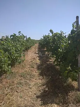 Satılır torpaq sahəsi 60 m²