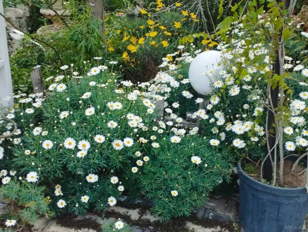 Satılır 5 otaqlı həyət evi 300 m²