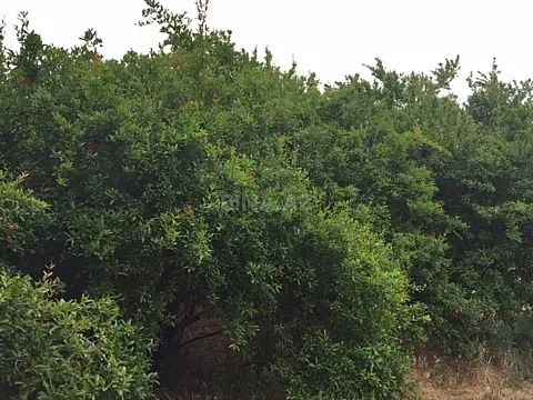 Satılır torpaq sahəsi 30 m²