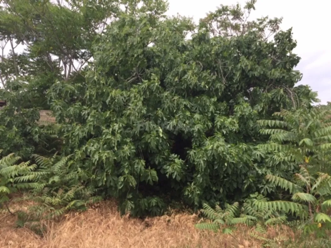 Satılır torpaq sahəsi 30 m²