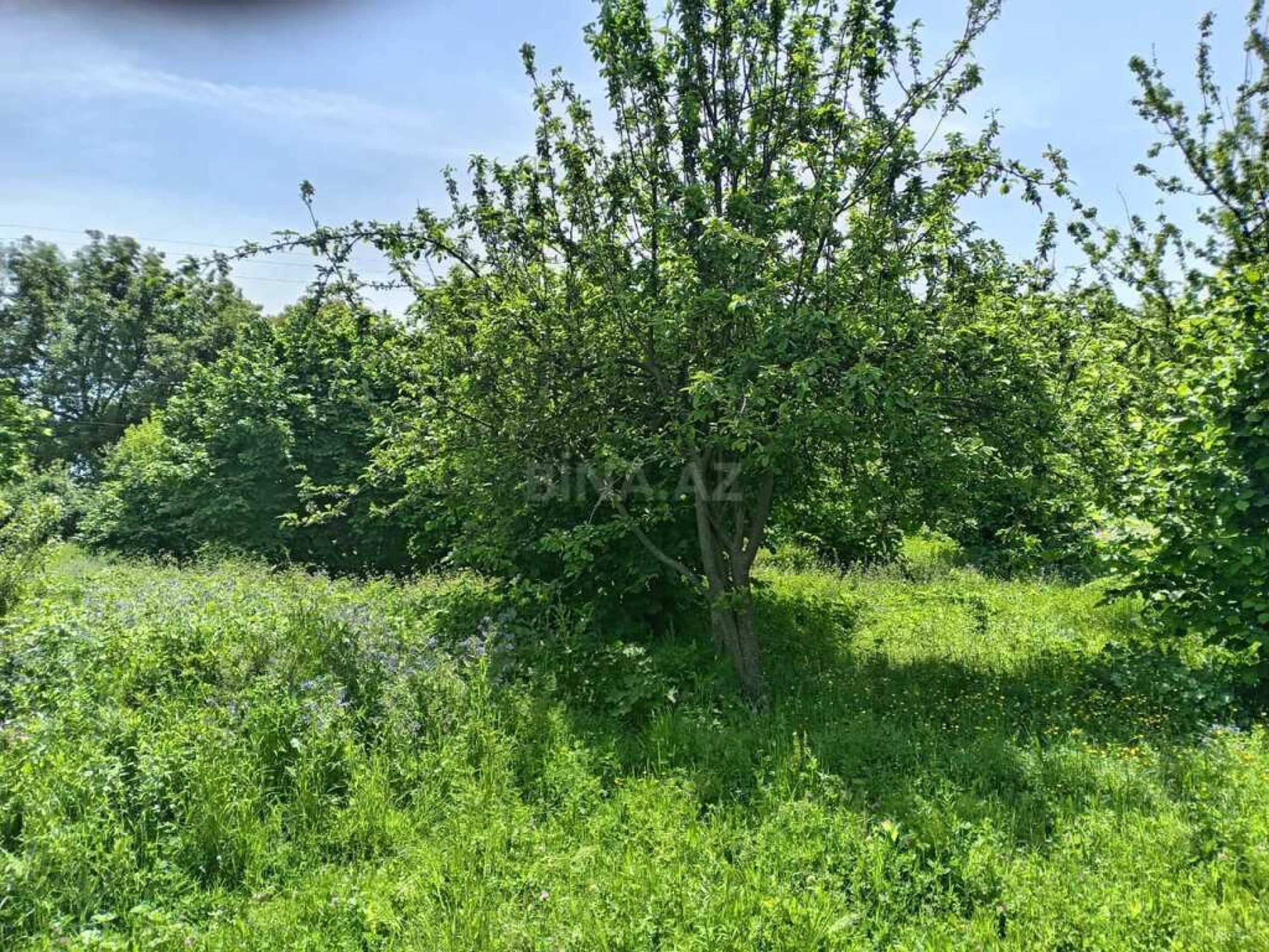 Satılır torpaq sahəsi 50 m²