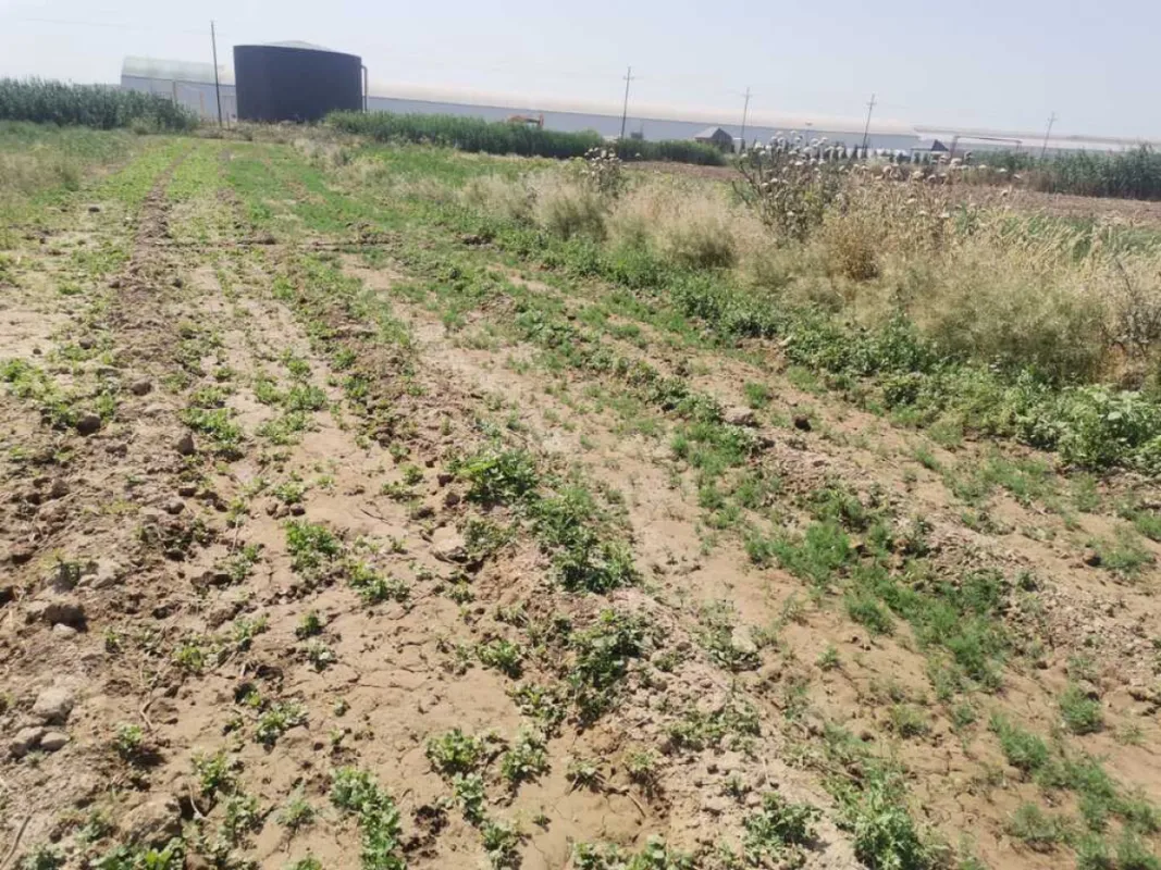 Satılır torpaq sahəsi 100 m²