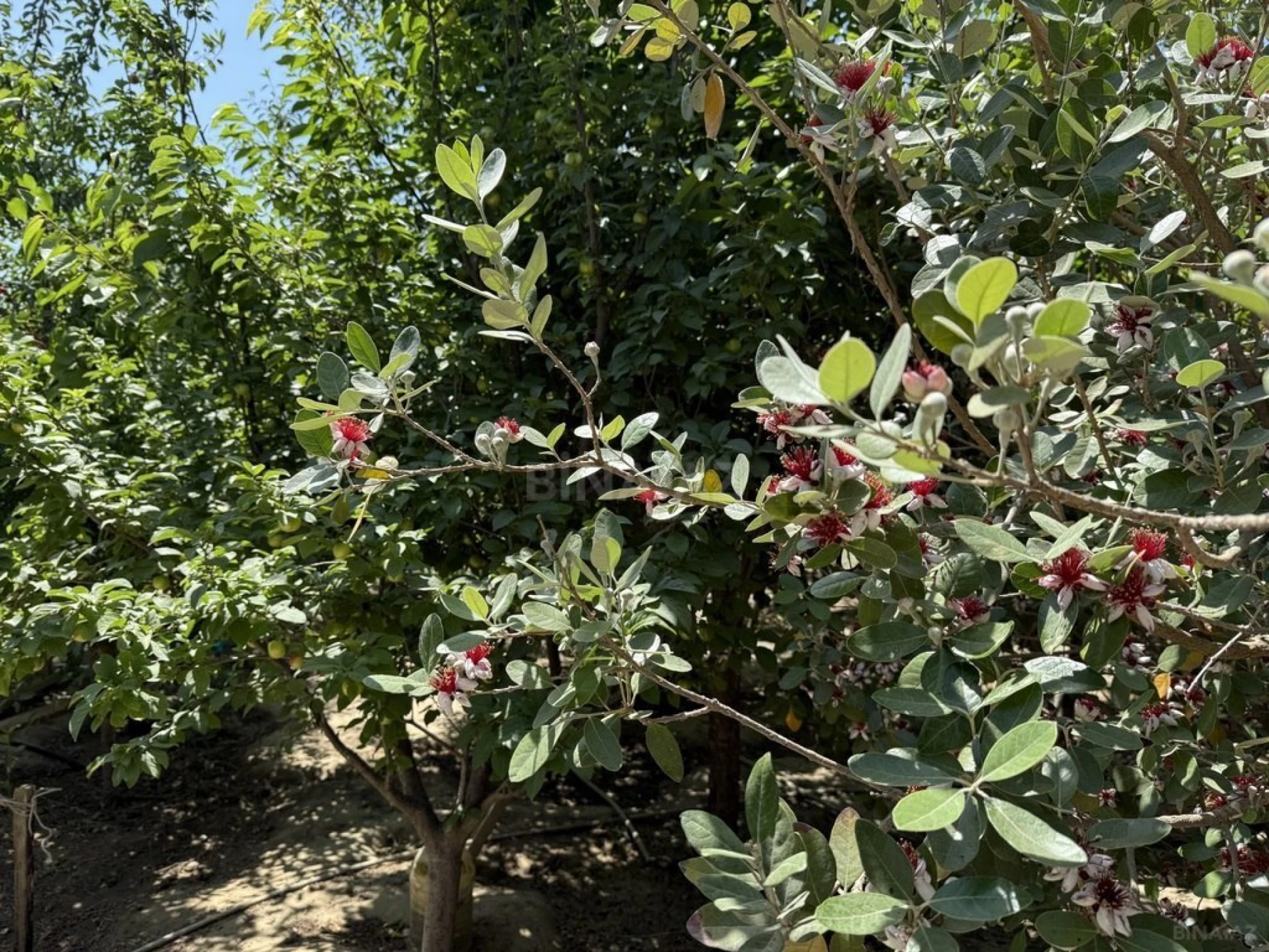 Satılır 10 otaqlı həyət evi 500 m²