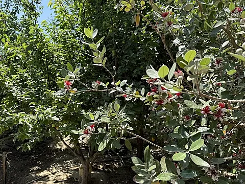 Satılır 10 otaqlı həyət evi 500 m²