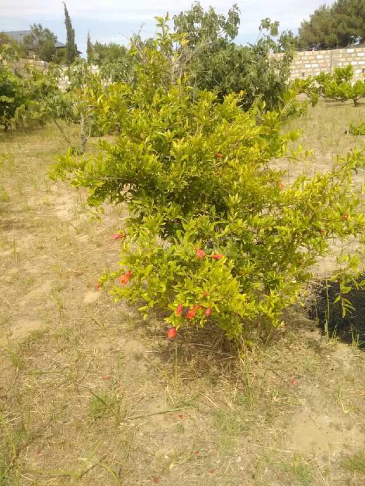 Satılır torpaq sahəsi 12 m²