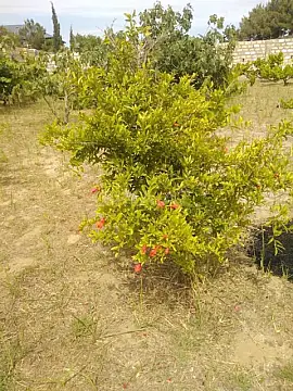 Satılır torpaq sahəsi 12 m²